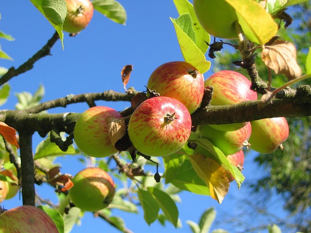 Przechowywanie Jabłek w Chłodni: Dlaczego Warto i Jakie Korzyści Przynosi