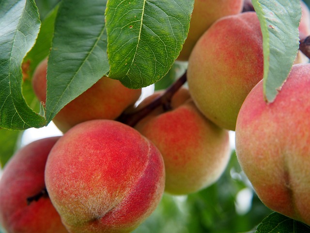 Przechowywanie Jabłek w Chłodni: Dlaczego Warto i Jakie Korzyści Przynosi