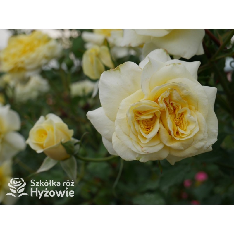 Jak stworzyć ogród pełen pięknych róż - sekrety szkółki róż