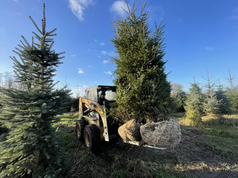 Szkółka roślin ozdobnych w warszawie – odkryj wyjątkowe gatunki do ogrodu