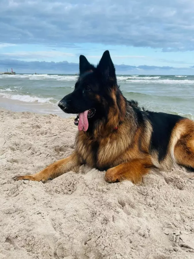 Wakacje z pupilem: dlaczego warto wybrać rowy na wypoczynek z psem?